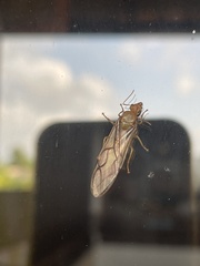 Oecophylla smaragdina