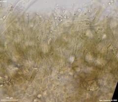 Dermateaceae