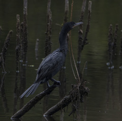 Nannopterum brasilianum brasilianum