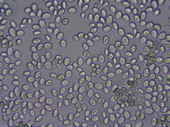Saccharomyces cerevisiae