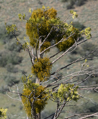 Phoradendron libocedri