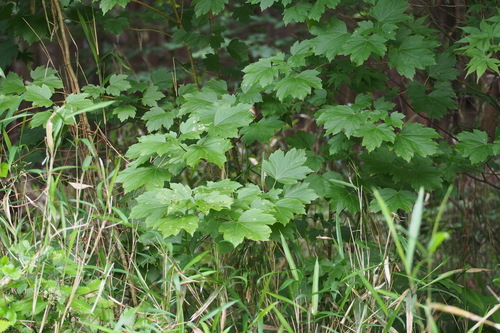Acer diabolicum, photograph 4