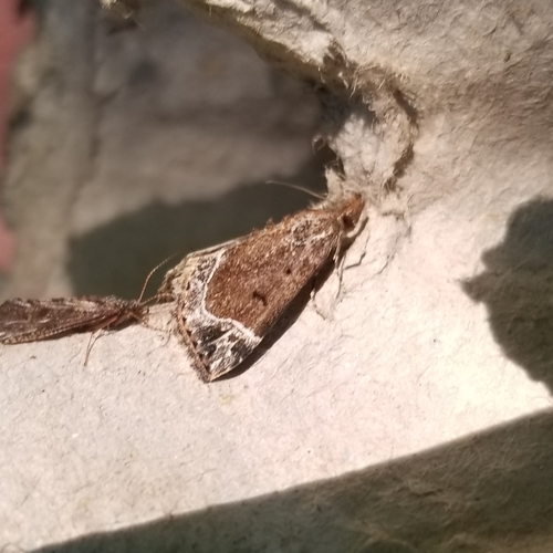 Hypena abalienalis