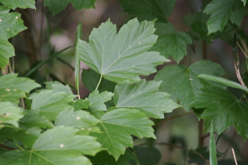 Acer diabolicum, photograph 3