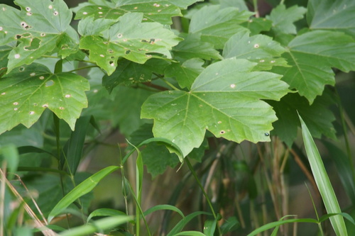 Acer diabolicum, photograph 5
