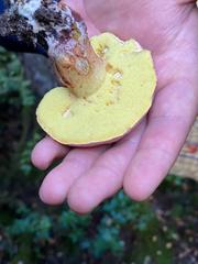 Boletus loyita