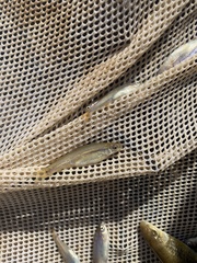 Pimephales notatus