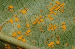 Coleosporium plumeriae