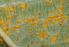 Coleosporium plumeriae