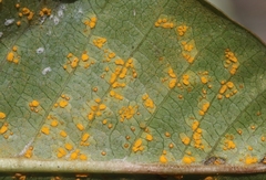 Coleosporium plumeriae