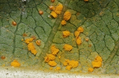 Coleosporium plumeriae