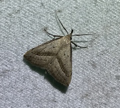 Macrochilo hypocritalis