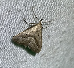 Macrochilo hypocritalis