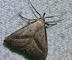 Macrochilo hypocritalis