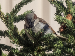 Passer domesticus