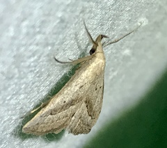 Macrochilo hypocritalis