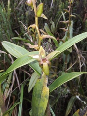 Epidendrum bangii