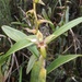 Epidendrum bangii - Photo (c) alfredo_f_fuentes, algunos derechos reservados (CC BY-NC), subido por alfredo_f_fuentes
