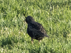 Sturnus vulgaris