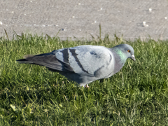 Columba livia domestica
