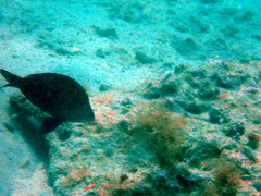 Hypoplectrus nigricans