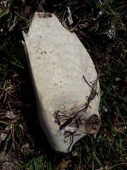 Acanthostracion polygonium