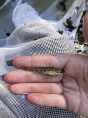 Etheostoma stigmaeum