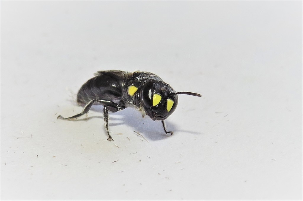 Round-headed Masked Bee from Wallaga Lake NSW 2546, Australia on March ...