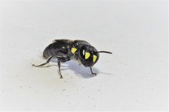 Hylaeus rotundiceps
