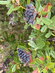 Gastrolobium bilobum