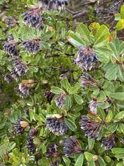 Gastrolobium bilobum