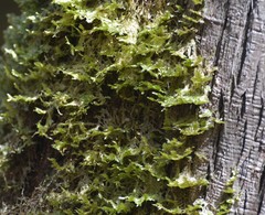 Neckera pennata image