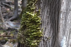 Neckera pennata image