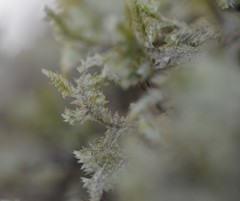 Neckera pennata image