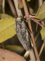 Ectinogonia buquetii
