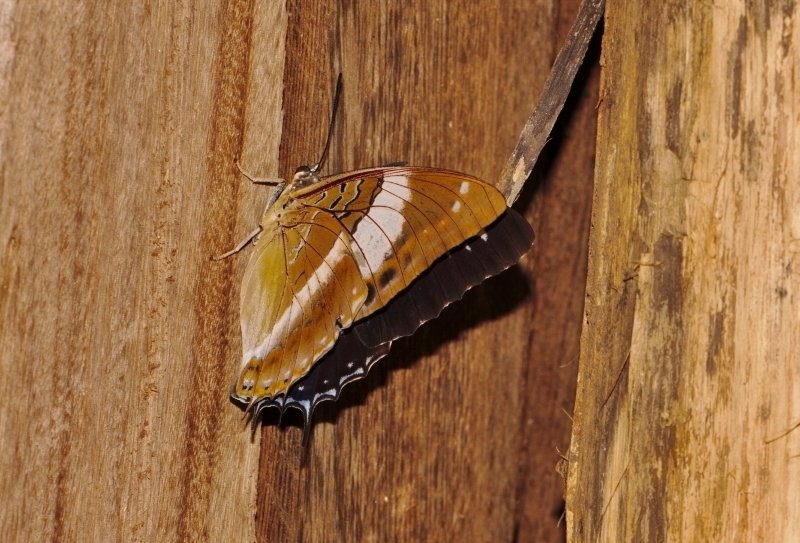 Violet-spotted Charaxes