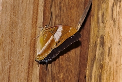 Charaxes violetta