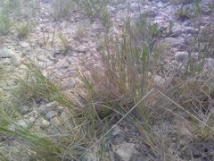 Deschampsia media