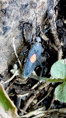 Stenomacra marginella