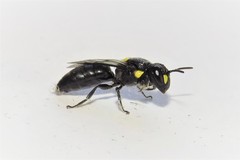Hylaeus rotundiceps