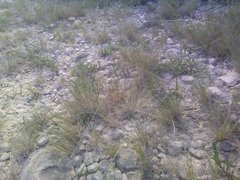 Deschampsia media
