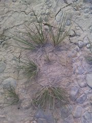 Deschampsia media
