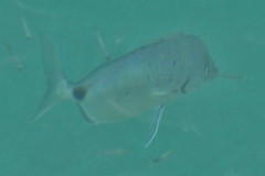 Diplodus bermudensis