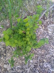 Ulmus minor minor