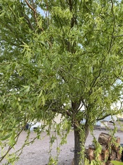 Salix babylonica tortuosa