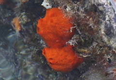 Tedania ignis