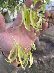 Salix babylonica tortuosa