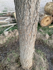 Salix babylonica tortuosa