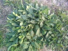 Centaurea aspera aspera
