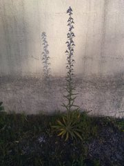 Echium vulgare pustulatum